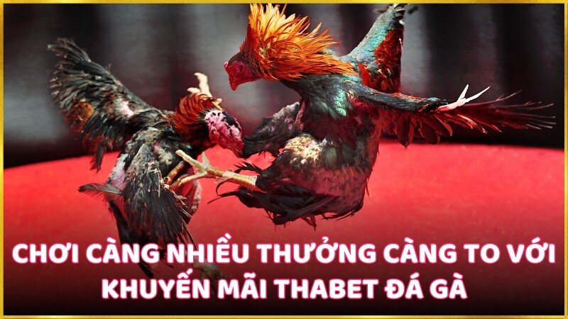 Chơi càng nhiều thưởng càng to với khuyến mãi Thabet đá gà