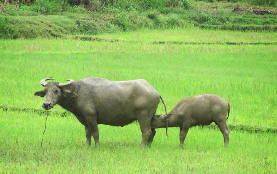 Nằm mơ thấy trâu đẻ con là báo hiệu sự tốt lành