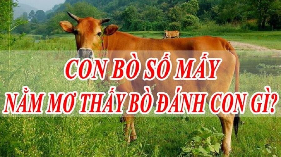 Mỗi trường hợp nằm mơ thấy bò ứng với những con số may mắn